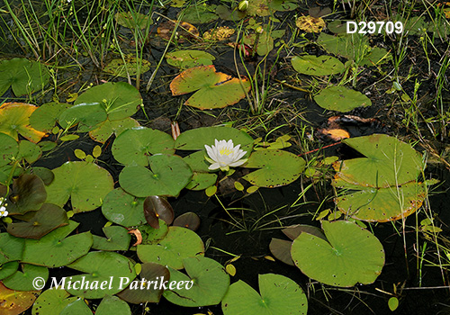 Fragrant Water-lily (Nymphaea odorata)